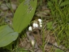 Natur