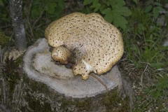 baumpilz