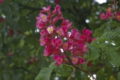 dsc03306