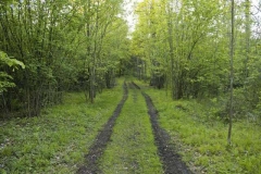 waldweg_1