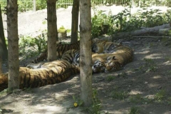 amur_tiger_2