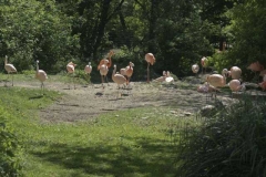flamingos_1