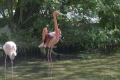 flamingos_2