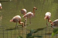 flamingos_3