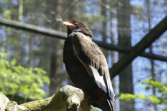 gaukler_2
