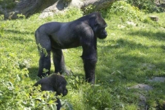 gorilla_1