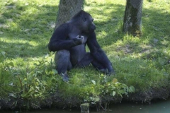 gorilla_2