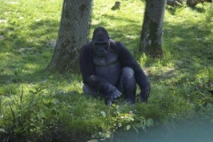 gorilla_3