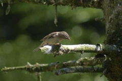 kleiner_vogel