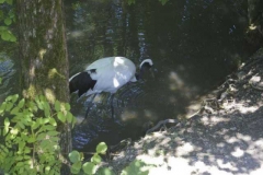 mandschurenkranich_2