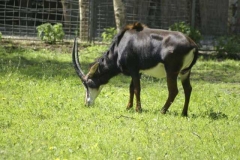 rappenantilope