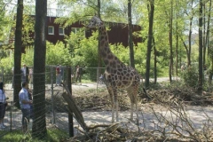rothschildgiraffe_2