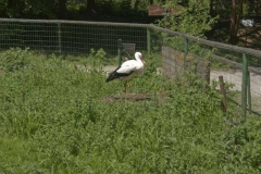 storch_2