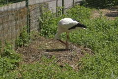 storch_2_1