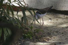 vogel_3