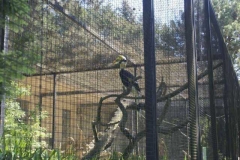 waldrapp_1