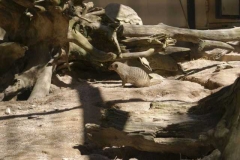 zebra_mangusten_1