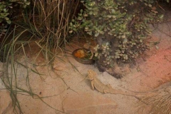 bartagame