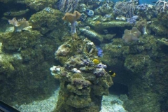 fische_und_korallen_2