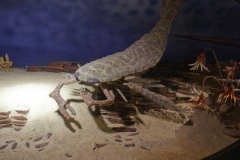 fossil_3