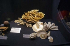 fossil_5