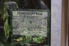 hundskopfboa_info