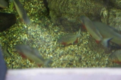 piranhas